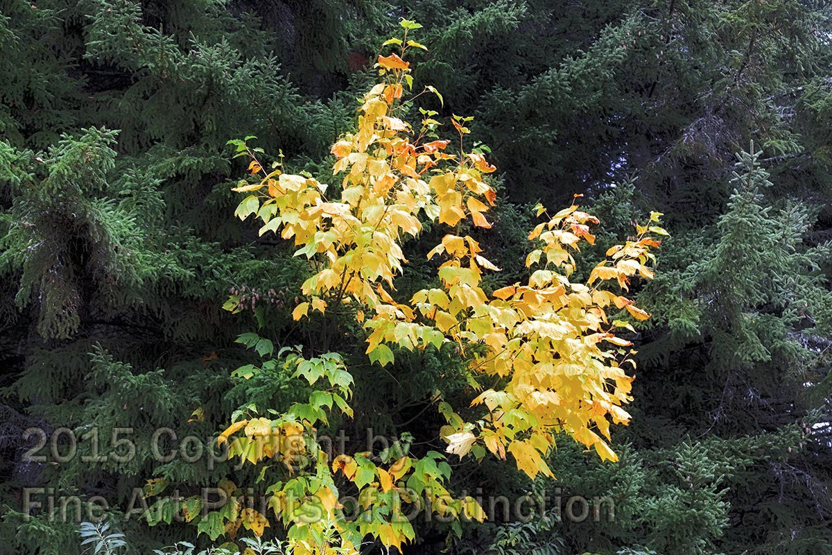 Yellow Maples in the Green Spruce