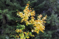 An original premium Quality art Print of Yellow Maples in the Green Spruce for sale by Brandywine General Store