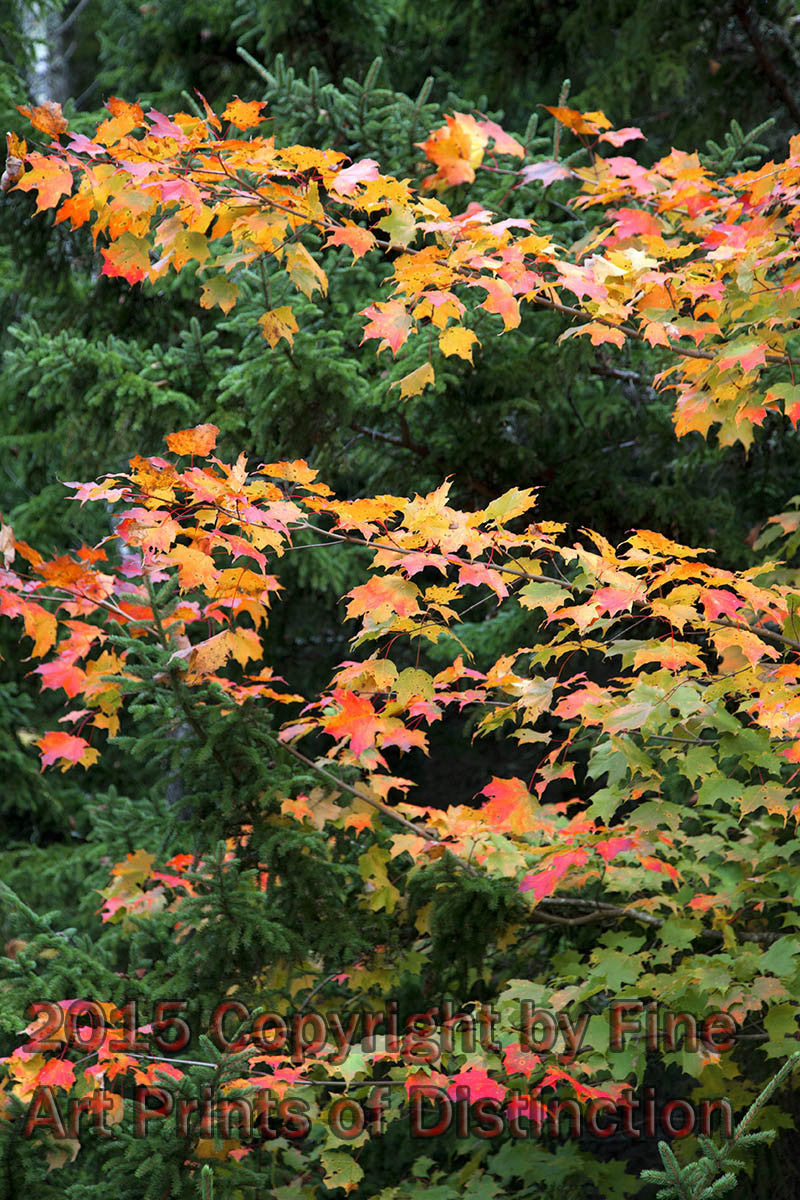 Red Maples Layered in the Green Spruce