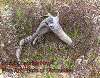 Wooden Skull Laying in the Dried Grass