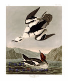 An archival premium Quality art Print of the Smew or White Nun by John James Audubon for sale by Brandywine General Store