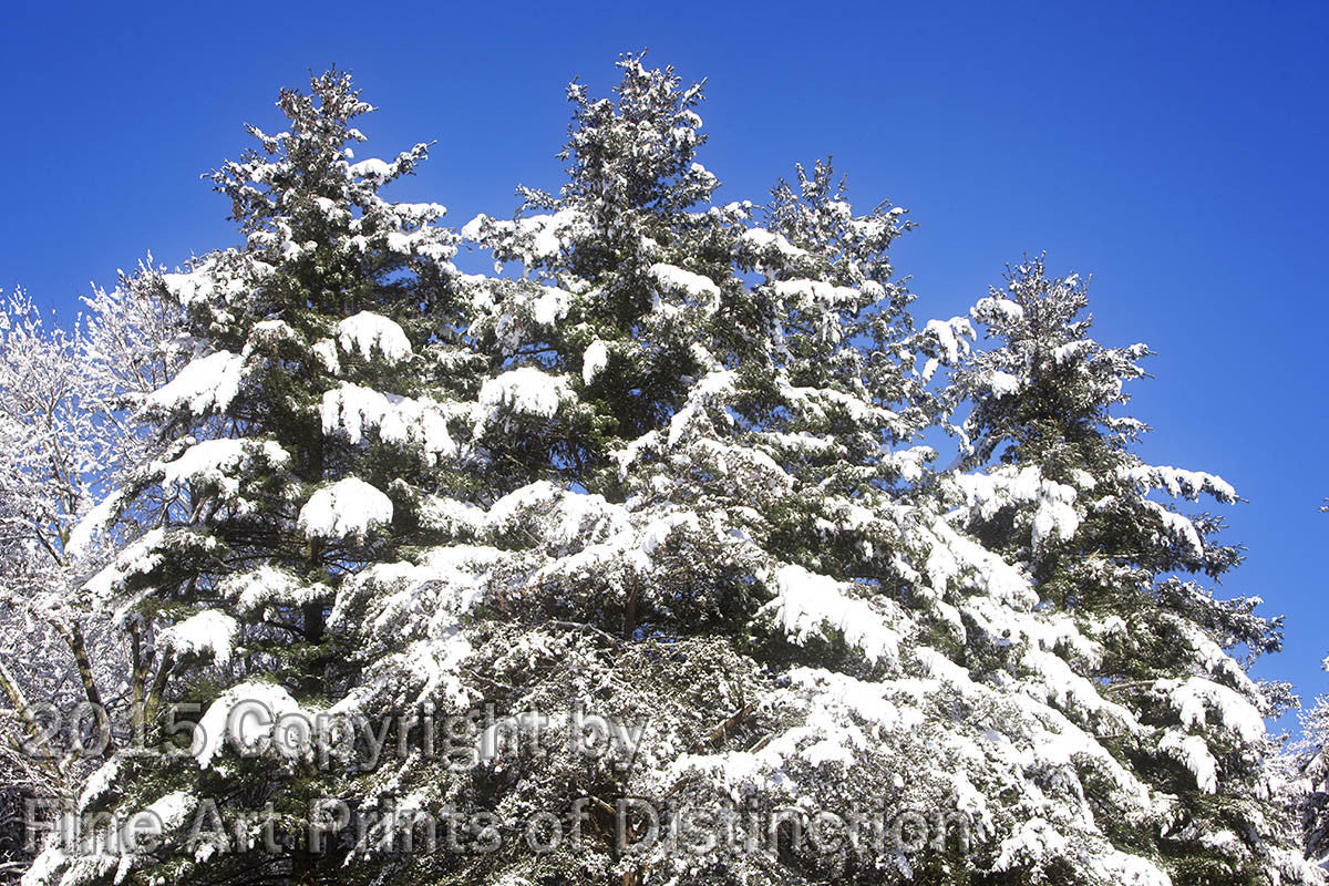 Snow Covered Pines in the Early Morning Sun