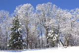 Cold Icy Trees Along a Blue Horizon Art Print