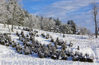 Cedar Fence Row in a Winter Landscape Art Print