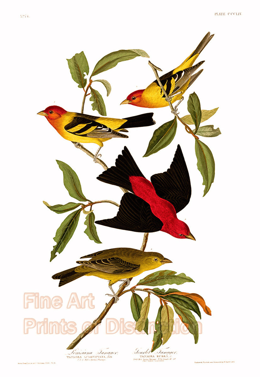 An archival premium Quality Art Print of the Louisiana and Scarlet Tanagers as drawn by John James Audubon for sale by Brandywine General Store