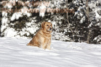 Golden Retriever Dog Standing Watch in the Snow Art Print