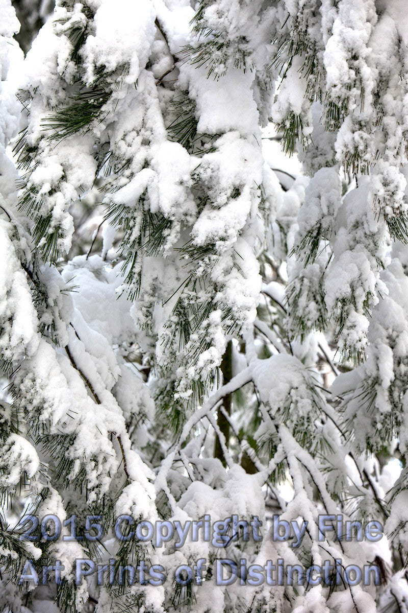 Pine Boughs Laden with Heavy Snow Art Print