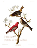 An archival premium Quality art Print of the Pine Grosbeak by John James Audubon for sale by Brandywine General Store