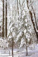 Skinny Pines in the Deep Snowy Forest Art Print