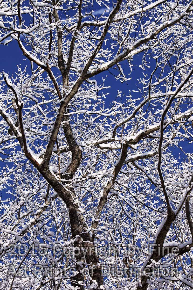 Icy Branches in a Deep Blue Sky Art Print