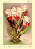 An archival premium Quality Botanical art Print of the Reichenbachia orchid known as The Duke of Marlborough for sale by Brandywine General Store