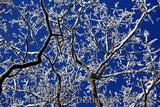 Icy Skeleton Twigs in the Blue Sky Art Print