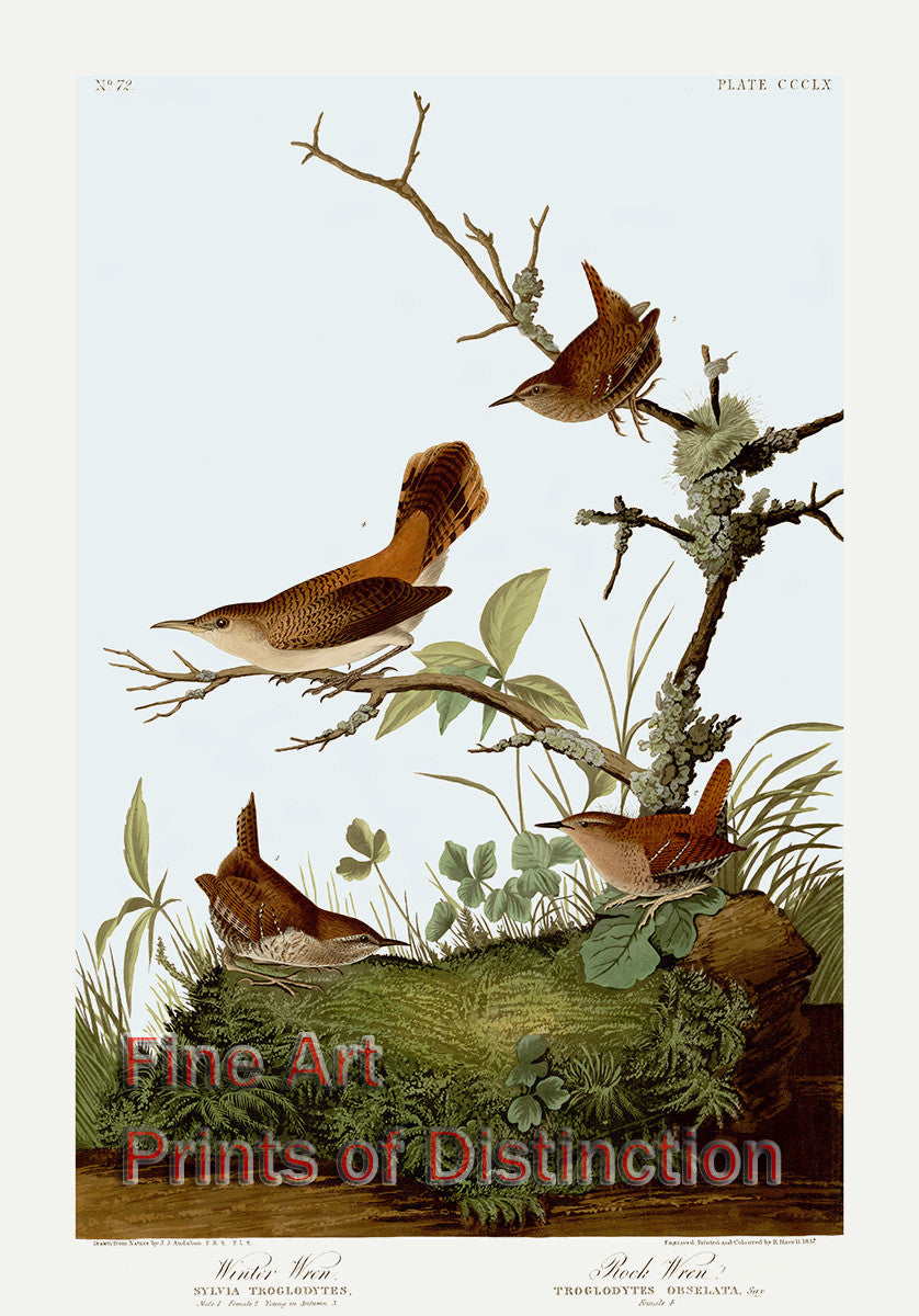 Winter and Rock Wren by John James Audubon Art Print