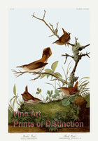 Winter and Rock Wren by John James Audubon Art Print