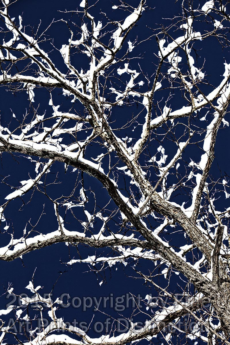 Snowy Locust Branches in a Blackened Sky Art Print
