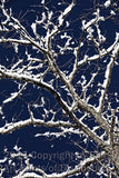 Snowy Locust Branches in a Blackened Sky Art Print