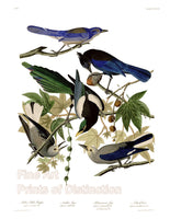 An archival premium Quality art Print of the Yellow Billed Magpie, Stellers Jay, Ultramarine Jay and the Clarks Crow by John James Audubon for sale by Brandywine General Store