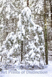 Ghost Pine in the Deep Woods Art Print