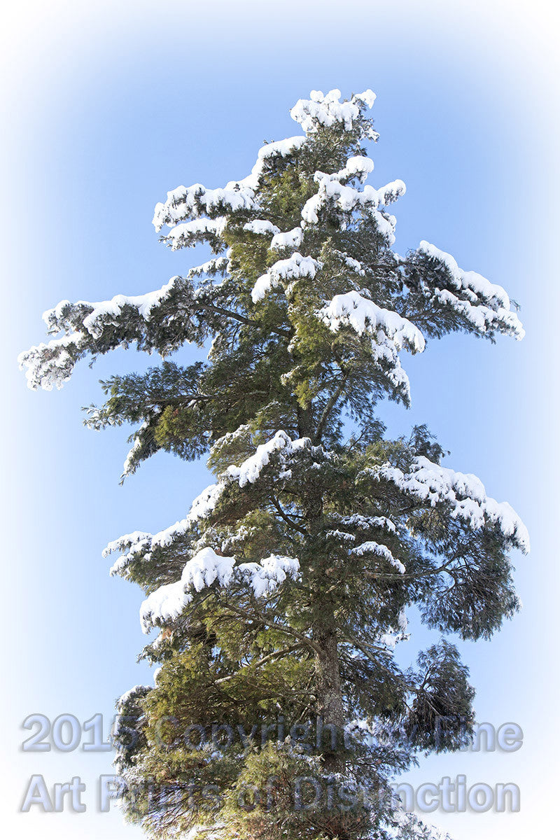 Snowy Pine Towering into the Sky Art Print