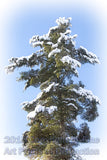 Snowy Pine Towering into the Sky Art Print