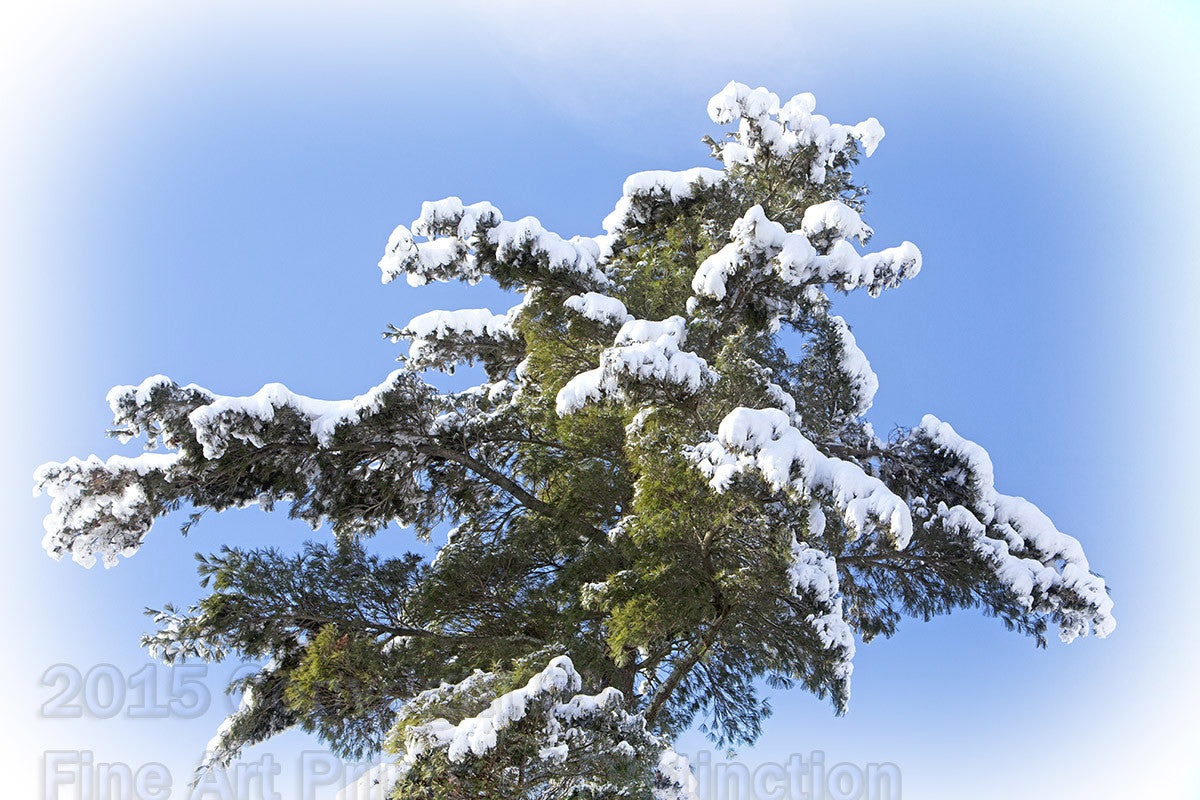 Snowy Pine Top in the Sky Art Print