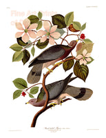 An archival premium Quality art Print of the Band Tailed Pigeon by John James Audubon for sale by Brandywine General Store