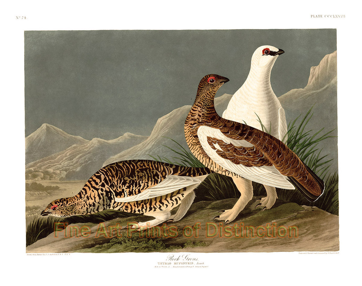 An archival premium Quality art Print of the Rock Grouse by John James Audubon for sale by Brandywine General Store