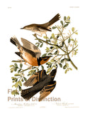 An archival premium Quality art Print of the Mountain Mockingbird and Varied Thrush by John James Audubon for sale by Brandywine General Store