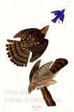 An archival premium Quality art Print of the Stanley Hawk by John James Audubon for sale by Brandywine General Store