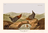 An archival premium Quality Art Print of the American Water Ouzel by Audubon for sale by Brandywine General Store