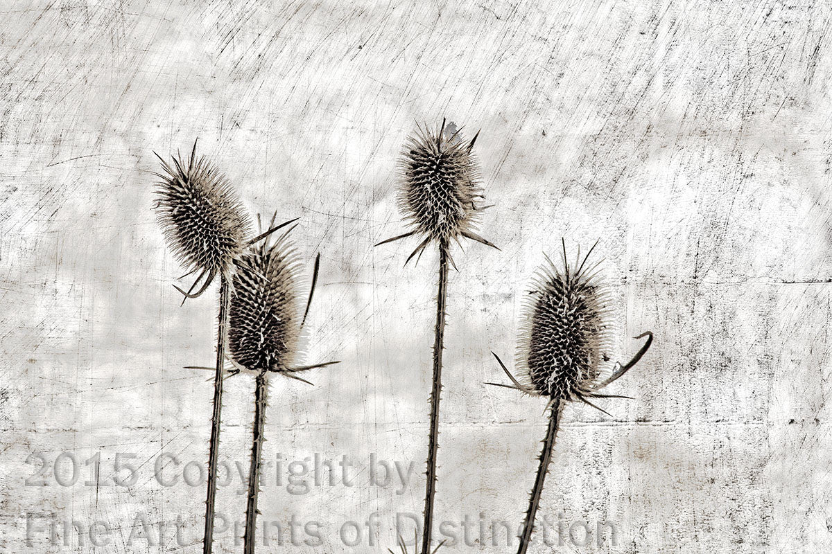 Teasel Long and Skinny Stalks Medieval Picture Art Print
