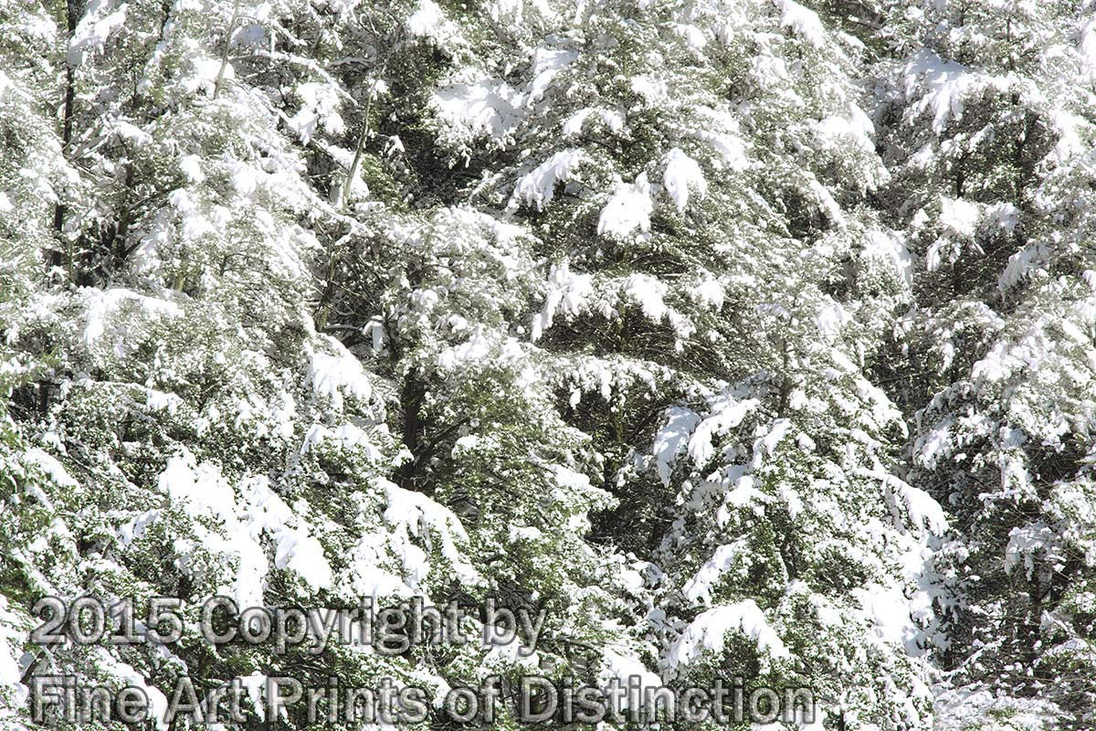 Wall of Snow Covered Pines in the Morning Sun Art Print