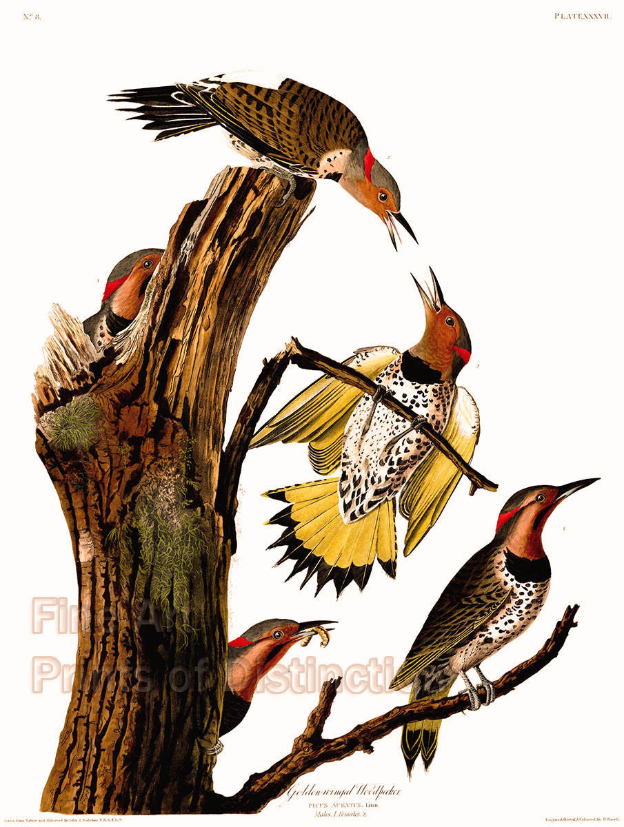 An archival premium quality art print of the Golden-Winged Woodpecker as drawn by John James Audubon for sale by Brandywine General Store