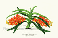 An archival premium Quality Art Print of the Orchid Saccolabium Curvifolium for sale by Brandywine General Store
