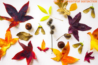 An archival premium Quality Art Print of a Still Life of Nature's Fall Objects for sale by Brandywine General Store