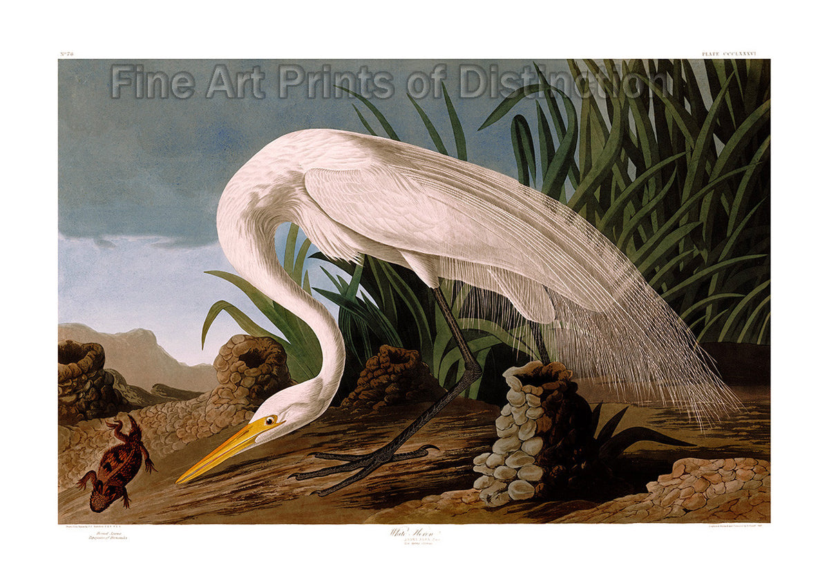 An archival premium Quality Art Print of the White Heron by John James Audubon for sale by Brandywine General Store