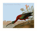 An archival  premium Quality art Print of the Glossy Ibis by John James Audubon for sale by Brandywine General Store