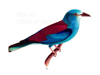 An archival premium Quality art Print of The European Roller by Wilhelm von Wright for sale by Brandywine General Store