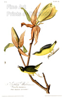 An archival premium Quality Art Print of the Kentucky Warbler by John James Audubon