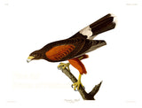 An archival premium Quality Art Print of the Louisiana Hawk by John James Audubon for sale by Brandywine General Store