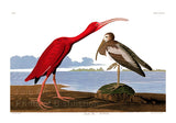 An archival premium Quality Art Print of the scarlet ibis as originally painted by John James Audubon for his ornithology book The Birds of America for sale by Brandywine General Store