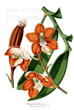 An archival premium Quality Art Print of the Orchid Cathcart's Esmeralda Vanda for sale by Brandywine General Store
