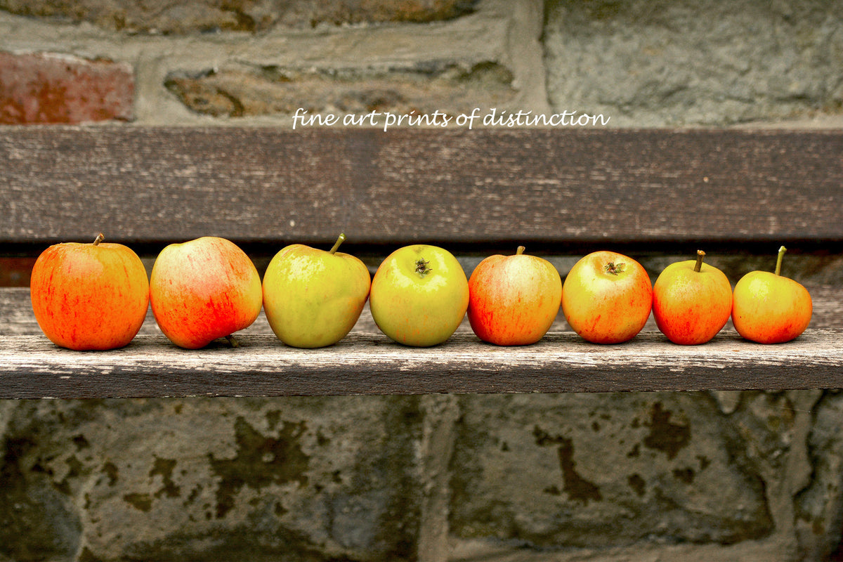 An archival premium Quality Country Decor Print of The Apple Family for sale by Brandywine General Store
