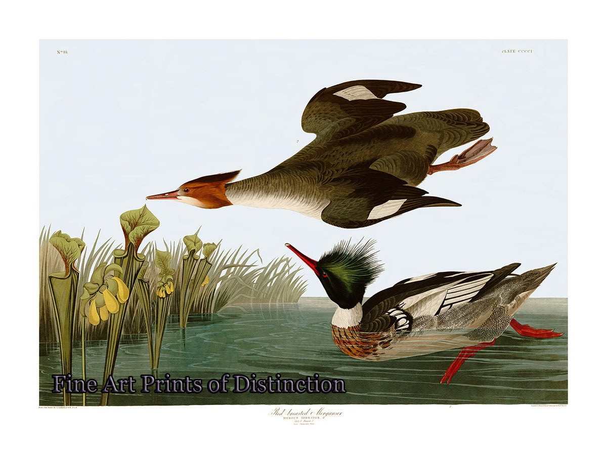 An archival premium Quality art Print of the Red Breasted Merganser by John James Audubon for sale by Brandywine General Store