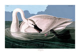 An archival premium Quality Art Print of the Trumpeter Swan by John James Audubon for sale by Brandywine General Store
