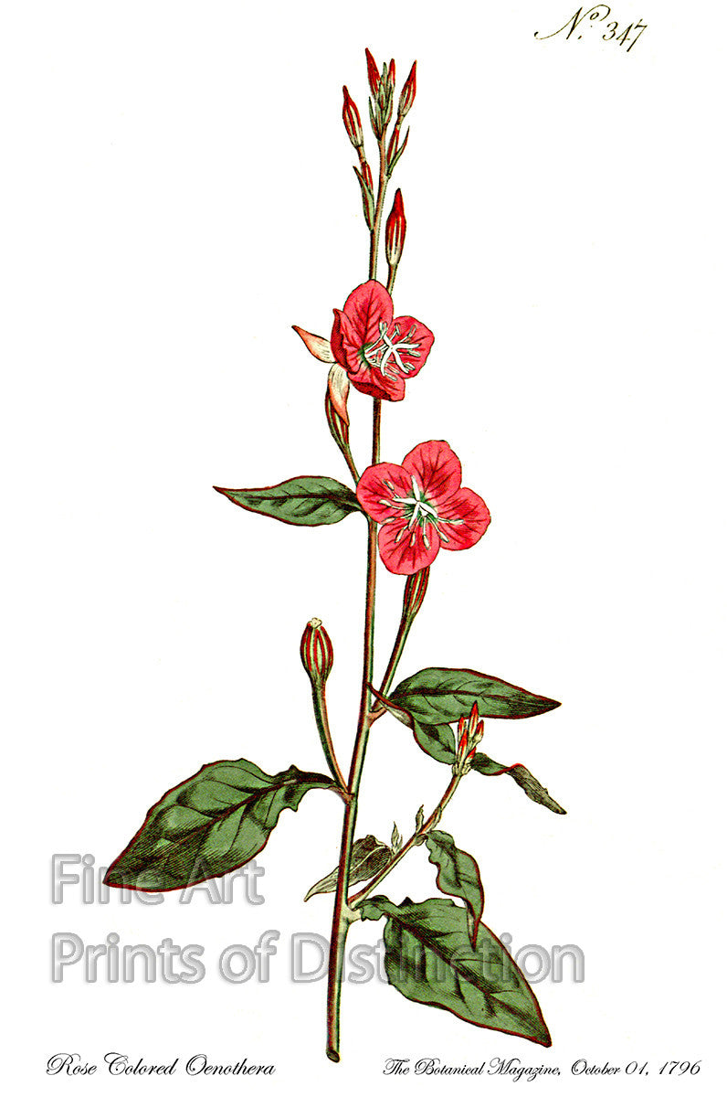 An archival premium Quality Art Print of the Rose Color Oenothera flower, currently known as the Evening Primrose for sale by Brandywine General Store