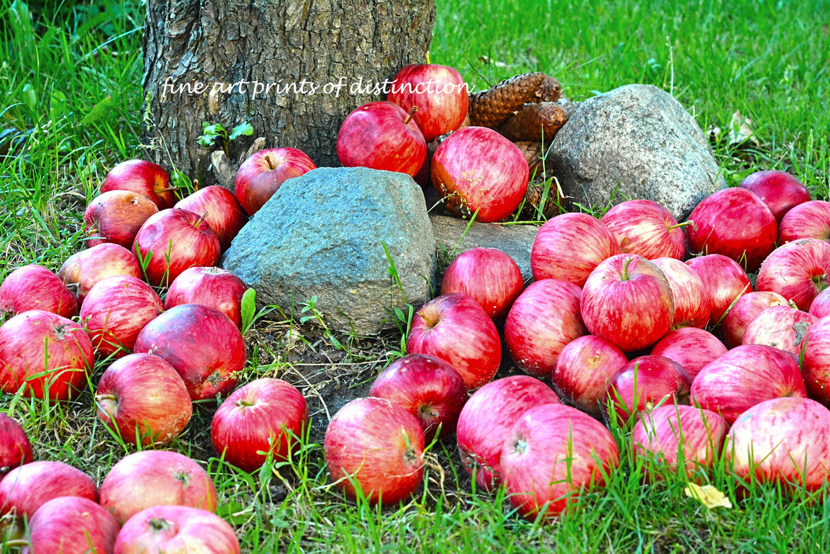 An archival premium Quality Country Decor art Print of Apples Among the Pine Cones and Rocks for sale by Brandywine General Store