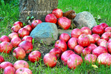 An archival premium Quality Country Decor art Print of Apples Among the Pine Cones and Rocks for sale by Brandywine General Store