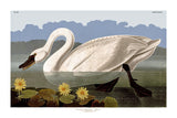 An archival premium Quality Art Print of the Common American Swan by Audubon for sale by Brandywine General Store