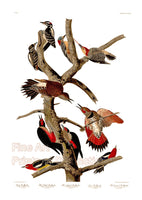 An archival premium Quality Art Print of Hairy, Red and Other Woodpeckers by Audubon for sale by Brandywine General Store